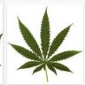 Grower-Aaron