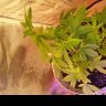 First time farmer of 3