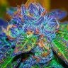killer kush