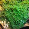kinadianmedgrower