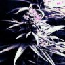 Kind-Dreams