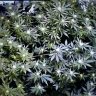 BG Bud