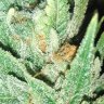 Grow420