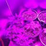 NWBUDGROWER