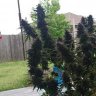 mmmaxGROWman