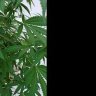 PlantMatters