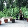 OldHippie