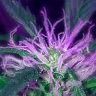 YYCannabis