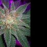 802Cannabiswoman