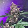 Greenlivin