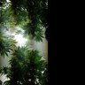 Weedman420