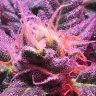 Cannagrowerled