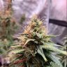 HygroBigBudz