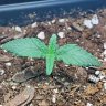 ilumigrower