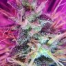 KushLyfe