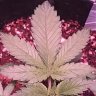 rchiefer0