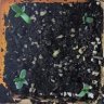 405microgrower