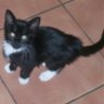 JazzCat