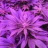 Pizzalover