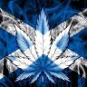 ScottishWeed