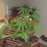 TheSadBadGrower