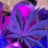 AccidentalGardener