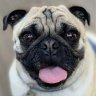 Puglover1