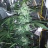 MAlan