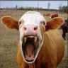 MadCow