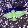 Edwashere420
