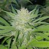 Pothead47