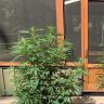 Smallgrow