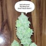 Pot4peace
