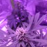 OrganicPassion