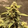 WeedingOptions
