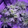 HighDesertGanjaFarmer