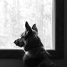 Shepherdman 64