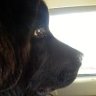 Newf