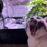 mikealc33