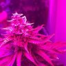 HumboldtCountyQueen