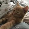 Tobycat