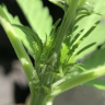 BreezyGreens