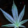Nedgrows