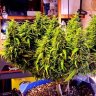 gps420