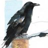 Crow