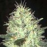 JimmyPapaya