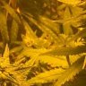 LetsGetHigh33