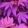 Homegrower88