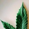 MrMaineBud