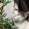 SpaceCat